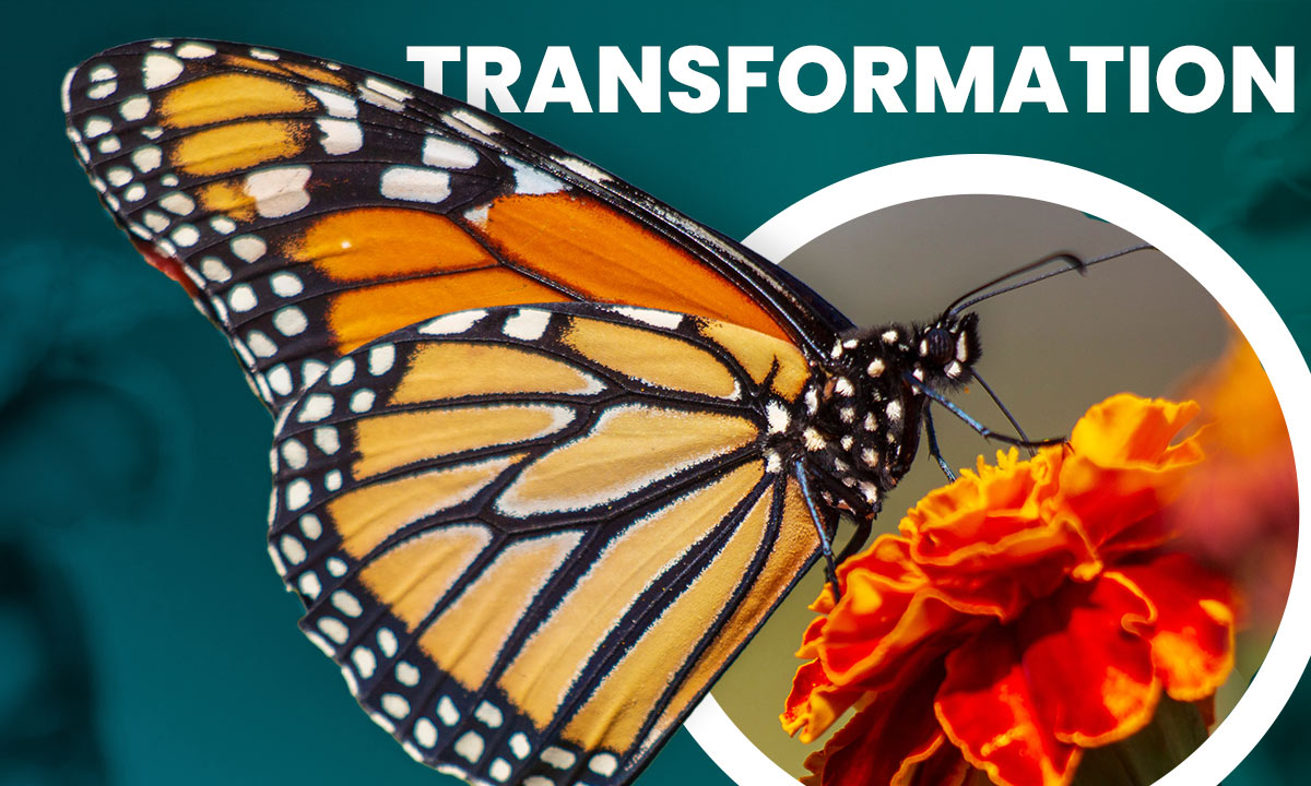 Schmetterling mit Text Transformation